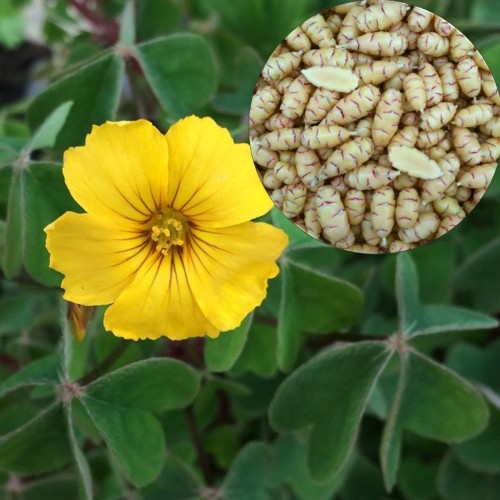 Oxalis tuberosa 'Giggles' - Mugul-jänesekapsas 'Giggles'